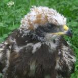 tl_files/02 Bayern/02 DFO Bayern/03 Auffangstationen/Regenstauf/Rohrweihe.jpg tl_files/02 Bayern/02 DFO Bayern/03 Auffangstationen/Regenstauf/Rohrweihe.jpg